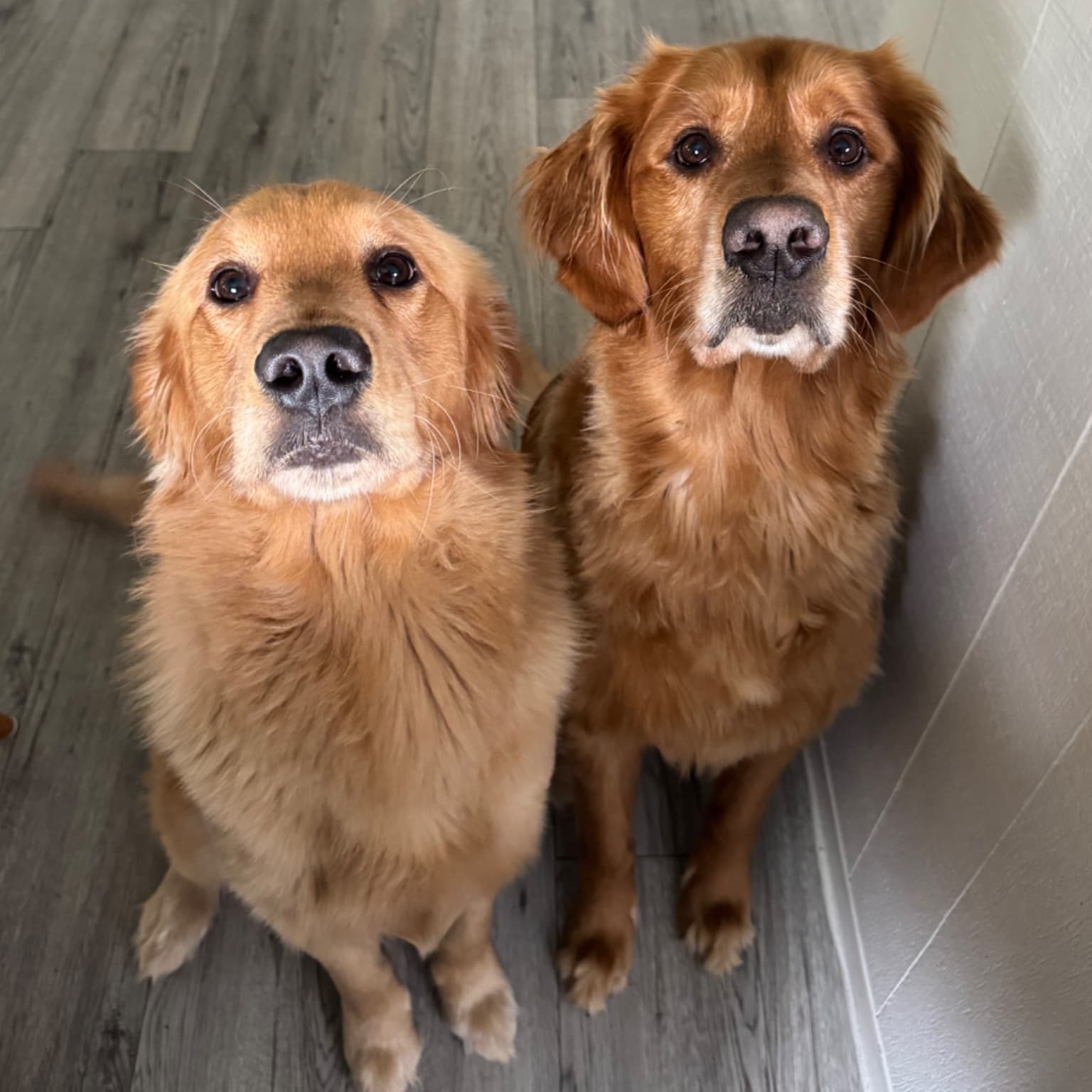 Original uploaded photo of two golden retrievers